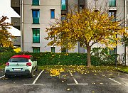 Zuffo Emanuele 2° Premio Yellow leaves in a parking